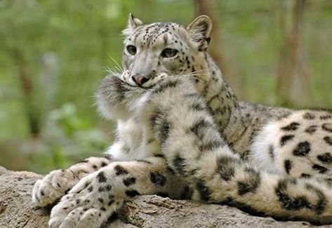 Snake Enclosure, I Love Snow, Silly Animals, Hyena, Snow Leopard, Silly Cats, Leopards, Woodland Animals, Cutie Patootie