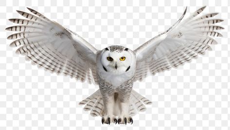 Owl Flying, Owl White, Door Tag, Owl Png, Owl Animal, Owl Photos, Owls Drawing, Owl Pet, White Owl