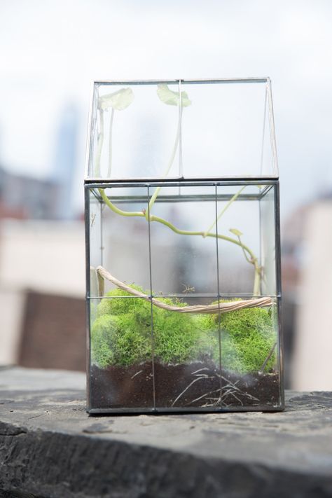 cool modern mantis insect rearing cage Stick Insect Terrarium, Praying Mantis Enclosure, Mantis Terrarium, Pet Mantis, Mantis Enclosure, Insect Terrarium, Prey Mantis, Mantis Insect, Modern Minimal Decor