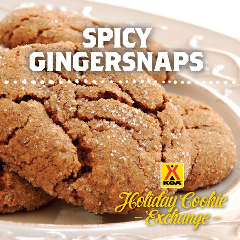 Spicy Ginger Cookies, Holiday Party Treats, Spicy Gingerbread, Gingerbread Recipes, Ginger Cookie Recipes, Holiday Cookie Exchange, Ginger Snap Cookies, Gingerbread Recipe, Holiday Cookie Recipes