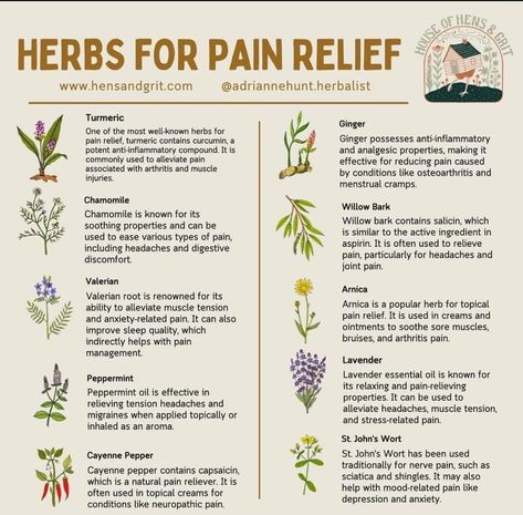 Herbs For Pain Relief, Coleus Care, Herbalist Shop, Benefits Of Herbs, Essential Spices, Medicinal Herbs Remedies, Medicine Garden, Herbal Education, Herbal Medicine Recipes