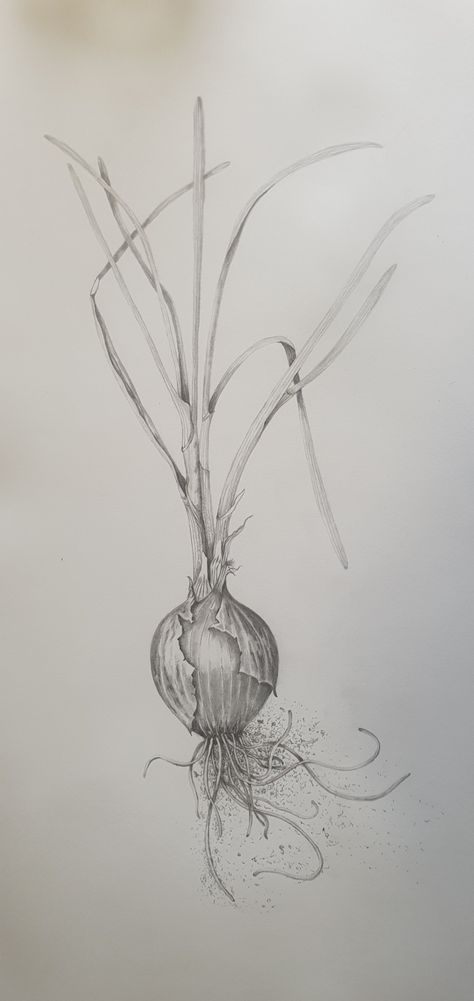 Onion Tattoo, Onion Drawing Pencil, Onion Sketch, Spring Onion Drawing Pencil, Onion Object Drawing, Onion Illustration Drawing, Onion Drawing, Drawing Fruits, Onion Painting Watercolor