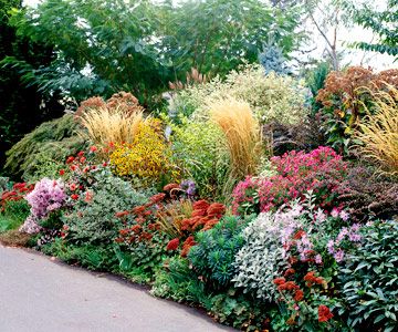 Low water garden plan.    Alma Potschke' Aster  'Autumn Joy' Sedum  Crested Iris  Honesty  'Karl Foerster' Feather Reedgrass  Lady's Mantle  Lamb's Ears  'Rosy Glow' Barberry  'Ruby Glow' Sedum  Spurge  Sweet Alyssum  Redtwig Dogwood  'White Nancy' Lamium Perennial Garden Plans, Perennial Gardens, Tattoo Plant, Low Water Gardening, Drought Tolerant Garden, Gardening Landscaping, Garden Plan, Dry Garden, Garden Area