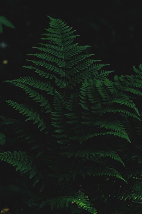 Dark Green Artwork, Dark Naturalism, Dark Forest Aesthetic, Dark Green Wallpaper, Yennefer Of Vengerberg, Dark Green Aesthetic, 16 October, Slytherin Aesthetic, Plant Wallpaper