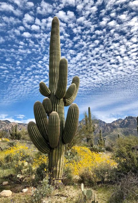 Cactus Desert Photography, Desert Cactus Photography, Desert Plants Landscaping, Cactus Mexico, Cactus Farm, Cactus Photo, Arizona Aesthetic, Agave Cactus, Cactus Pictures