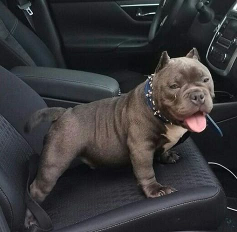 Now ok who's going to be driving this thing as I want to see where I'm going! ...oh can you hurry up and use that clicky flashy talkie thingy as I need to get to the park please!!! ...oh please hurry up! ..oh ok one more pose and then can we go please!!! 12/9/18 Jane Feeney Pocket Pitbull, Pit Bull Puppies, Bully Breeds Dogs, Bully Dog, Hello You, Dog Clothing, Pitbull Puppies, Bully Breeds, Pit Bulls