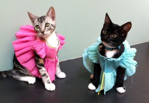 Cats dressed as princesses  Image source: Found Animals Chip  Even your kitties can be pretty, pretty princesses. Dress? Check. Now all that's needed is a good pair of shoes. Halloween Pet Safety, Cat Dressed Up, Pet Parade, Cat Fashion, Cat Dresses, Kittens Funny, Funny Cat Memes, Halloween Animals, Pet Safety