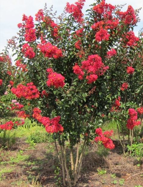 Miss Frances Crape Myrtle, Black Diamond Crepe Myrtle Landscaping, Red Crepe Myrtle Trees, Swfl Landscaping, Crepe Myrtle Trees Landscaping, Crepe Mertyl Trees Landscaping, Crape Myrtle Tree Landscaping, Crape Myrtle Landscaping, Crape Myrtle Bush