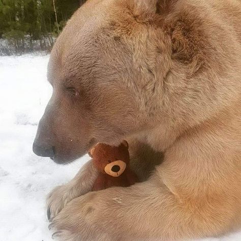 Bear Moodboard, Frank Zhang Aesthetic, Bear Silly, Bears In Love, Polar Bear Tattoo, Silly Bear, Cinnamon Bears, Banjo Kazooie, Baby Bears