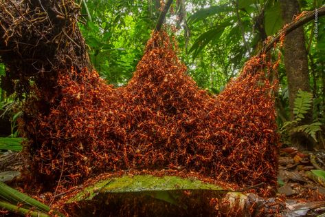 Photo of Fox Scaring Marmot Wins Wildlife Photographer of the Year 2019 Ants With Wings, Tibetan Fox, Tiny Ants, North Sulawesi, Monterey Cypress, Aigle Royal, Ant Colony, Wildlife Photographer, Painting Inspo