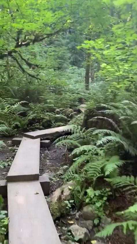 Looking for a great hiking trail near Seattle? Check out this video of the golden hour on Wilderness Creek Trail in Renton. Posted by @ryanintheus Camping Ground, The Golden Hour, Magic Hour, Hiking Trail, Get Outdoors, Best Hikes, The Pacific Northwest, Trip Ideas, In The Forest