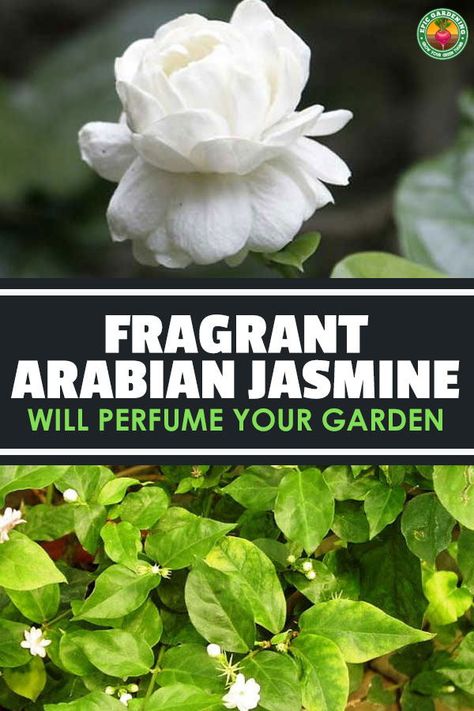 Jasmine Plants Outdoor, Jasmine Plant Outdoor, Indian Jasmine Flower, Jasmin Plant, Arabian Jasmine Plant, Arabian Jasmine Flower, Jasmine Plant Care, Growing Jasmine, Jasmine Plant Indoor