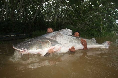 Lau-Lau (Piraiba) Biggest catfish there is. Giant Catfish, Big Catfish, Ikan Air Tawar, River Monsters, Giant Fish, Catfish Fishing, Monster Fishing, Fishing Photos, River Fishing