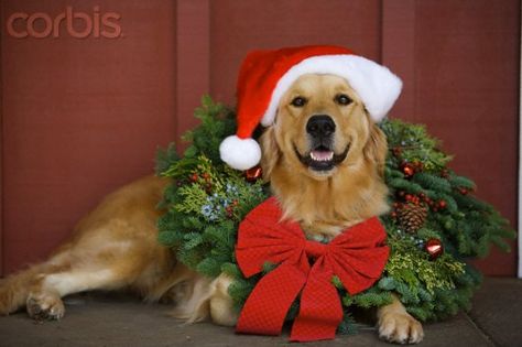 100 Photos to Inspire Your Holiday Cards Dog Christmas Pictures, A Golden Retriever, Christmas Photography, Pet Holiday, Dog Holiday, Sweet Dogs, Noel Christmas, Dog Photography, Christmas Animals