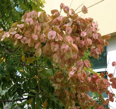 University of Florida/IFAS Charlotte County Extension: Why you don’t want a golden rain tree Golden Rain Tree, Rain Tree, Florida Plants, Hiding In Plain Sight, Stink Bugs, Pink Fruit, Invasive Plants, Garden Help, Master Gardener