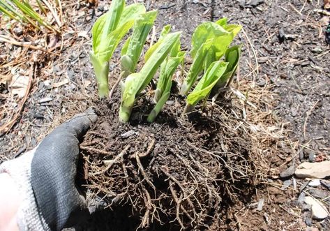 how to divide hosta Garden To Do List, Divide Hostas, Moss Wreath Diy, Garden Knife, Coming Back To Life, Easy Perennials, Garden Frogs, Hosta Plants, Bunker Hill