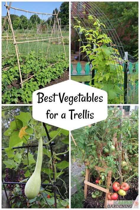 The best veggies to grow up a trellis - from beans and tomatoes to squash and cukes, we have you covered on the ins and outs of vertical vegetable gardening. #vegetablegardening #verticalgardening Tomato Container Gardening, Squash Trellis, Vertical Container Gardening, Vegetable Trellis, Vertical Vegetable Gardens, Tomato Trellis, Funny Vine, Garden Cactus, Best Vegetables