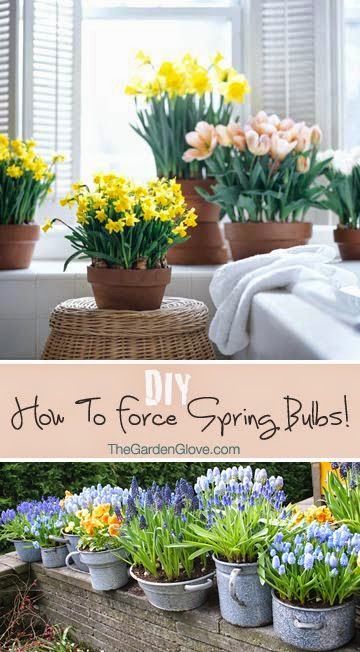 How to Force Spring Bulbs • Tips & Instructions!... Dark Days, Garden Bulbs, Spring Bulbs, Planting Bulbs, Lawn And Garden, Spring Garden, Clematis, Dream Garden, Garden And Yard