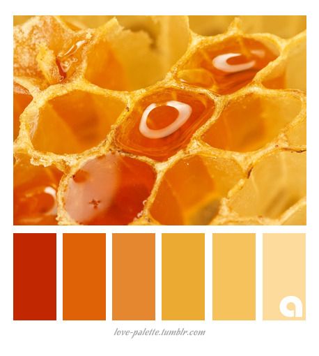 Colors, Palettes & Hues Ocre Color Palette, Honey Color Palette, Yellow Palette, Monochrome Color Palette, Orange Color Palettes, Sunflower Kitchen, Gold Color Palettes, Color Palette Yellow, Honey Color