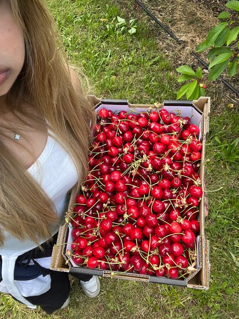 cherry picking farm aesthetic Cherry Summer Aesthetic, Cherry Picking Aesthetic, Picking Cherries, Farm Aesthetic, Cherry Farm, Wanna Recreate, Cherry Picking, Berry Picking, Summer Playlist