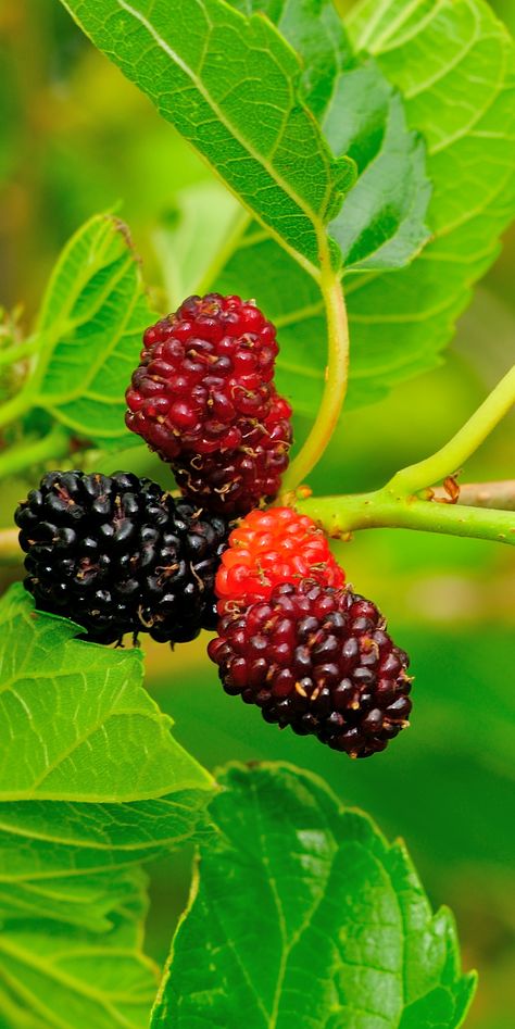 Mulberry Plant, Mulberry Trees, Black Mulberry, Edible Landscape, Types Of Berries, Mulberry Bush, Raised Vegetable Gardens, Design Collage, Field Wallpaper