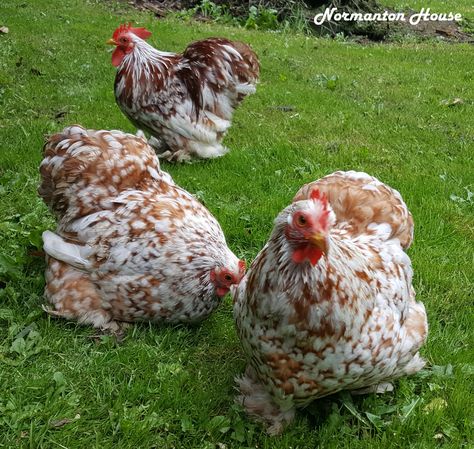 Red Mottled Pekin Bantams Pekin Bantam Chickens, Pekin Chicken, Pekin Bantams, Cochin Bantam, Blue Laced Red Wyandotte, Silkie Bantam, Cochin Chickens, Unique Birds, Chicken Coloring