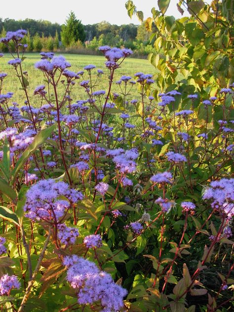 Plants - North Carolina Native Plant Society Native Nc Plants North Carolina, Native North Carolina Plants, North Carolina Native Landscaping, Nc Native Plants, North Carolina Landscaping, North Carolina Gardening, Native Plant Landscape, Pollinator Plants, Native Plant Gardening