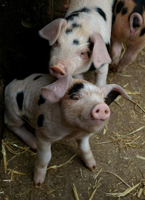 Cute pigs Genetic Diversity, News Magazine, Baby Pigs, This Little Piggy, Cute Pigs, Gloucester, Little Pigs, Genetic, Gravity Falls