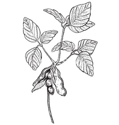 Soy twig engraving style drawing vector Soy Bean, Soy Beans, Farm Logo, B Tattoo, Organic Lines, Engraving Art, Pictures Images, Lotus Flower Tattoo, Royalty Free Photos