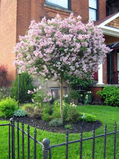 15 Amazing Spring Trees That Are So Beautiful | Decor Home Ideas Trees For Front Yard, Landscaping Trees, Small Front Yard Landscaping, Lilac Tree, Small Front Yard, Front Yard Design, Front Landscaping, Front Yard Garden, Yard Design