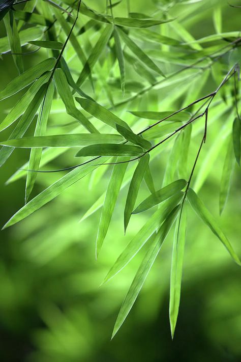 Bamboo Leaf Background Photograph by Enviromantic Bamboo Background, Bamboo Trees, Flower Background Design, Bamboo Leaf, Zen Bedroom, Good Photo Editing Apps, Blurred Background Photography, Artwork Inspiration, Background Print