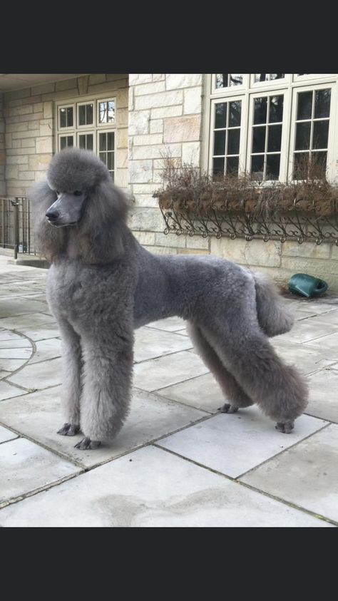 Dog Vest Diy, Standard Poodle Cuts, Poodle Hairstyles, Standard Poodle Grooming, Standard Poodle Haircuts, Poodle Card, Grey Poodle, Poodle Hair, Silver Poodle