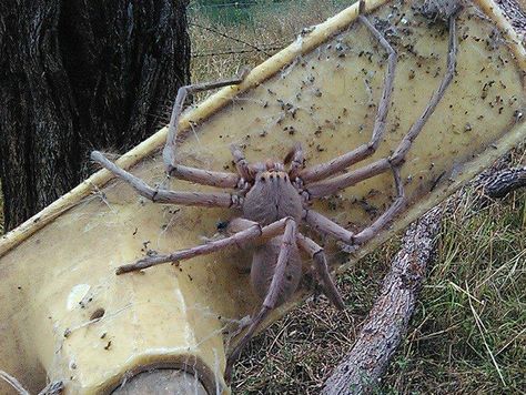 A picture of a giant spider in Australia has been shared on social media thousands of times. The huntsman spider, named Chartlotte, has been living at an animal rescue farm in Queensland. The picture, showing the spider on a broom, was taken in October of last year and has remerged on Facebook. Australian Huntsman Spider, Giant Huntsman Spider, Spiders In Australia, Huntsman Spider, Spider Pictures, Huge Spiders, Giant Spider, Creepy Crawlies, Arachnids