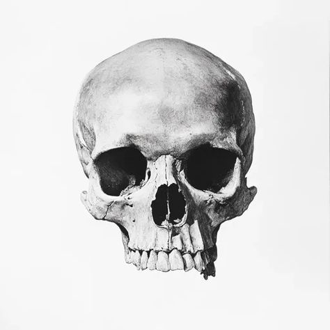 ↑↑↑ Larger size on website 🔸 The image is a black and white illustration of a human skull. The skull is facing forward and is dra Skull Split In Half, Human Skull Illustration, Skull Facing Forward, Skull Angles, Full Body Illustration, Skull Reference, Real Skull, Skull Illustration, Face Forward