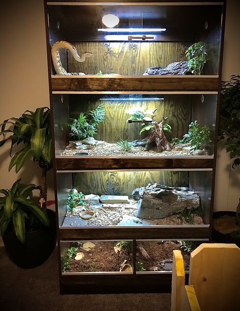 Converted book shelf into reptile 🦎and invert. 🕷enclosure. DIY Multiple Reptile Tank Setup, Built In Snake Enclosure, Reptile Shelf Ideas, Reptile Stand Ideas, Snake Set Up Ideas, Snake Rack Diy, Reptile Wall, Reptile Room Ideas Snake Cages, Reptile Setup Ideas