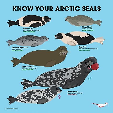 Know Your Arctic Seals design by Peppermint Narwhal. / There are six species of true seals found in the Arctic. The Hooded Seal is the largest and the Ringed Seal is the smallest. Many of these seals are heavily dependant on sea ice for their survial. Since they spend the majority of their time at sea, ice affords them opportunity to haul out for rest and gives mothers a place to give birth and to nurse their young. • Millions of unique designs by independent artists. Find your thing. Ringed Seal, Aesthetic Animals, Arctic Sea, Ocean Aesthetic, Vertical Poster, Arctic Animals, Marine Mammals, Animal Facts, Marine Biology