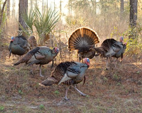 Turkey Breeds, Turkey Pics, Aesthetic Bird, Wild Turkey Recipes, Turkey Bird, Quail Hunting, Turkey Art, Bird Hunting, Turkey Hunting