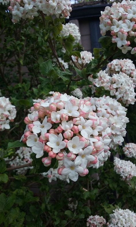 Korean Spice Viburnum. Beautiful scent too. can get this one locally Korean Plants, Korean Spice Viburnum, Viburnum Shrub, Zyla Archetypes, Rm House, Korean Garden, Sedum Plant, Estate Garden, Garden Makeover