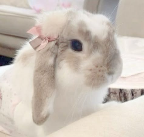 Mini Lop Bunnies, Aesthetic Animals, Cute Bunny Pictures, Soft Pink Theme, Bunny Drawing, Bunny Pictures, Pet Bunny, Cute Animals Images