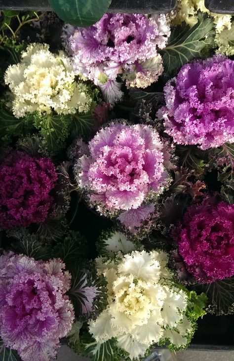 Kale Growing, Autumn Planting, Flowering Kale, Plantarea Legumelor, Kale Plant, Growing Kale, Cabbage Flowers, Ornamental Kale, Sowing Seeds