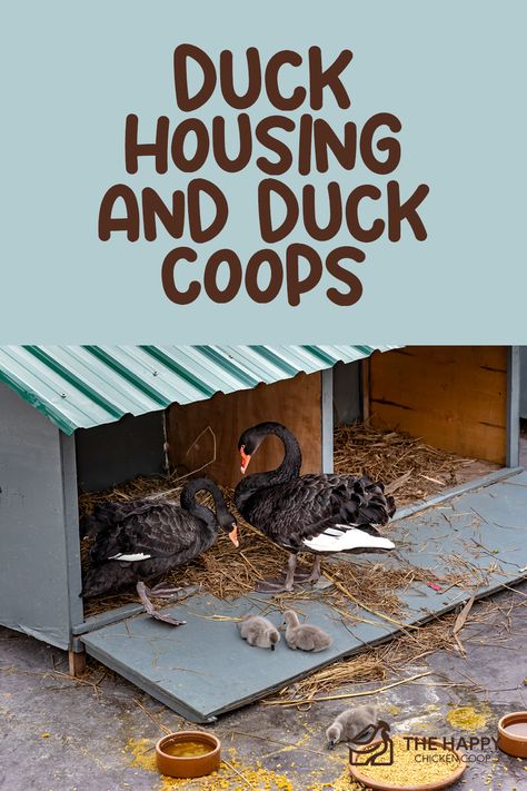 Duck housing, coops, and runs often resemble chicken coops or rabbit hutches without stilt-style legs. Some duck keepers would even create a duck house that resembles (or is recycled from) a dog house! Duck Tractor Coop, Inside Duck House, Duck And Geese Housing, Duck Chicken Coop Ideas, Duck Coop Interior, Duck Houses And Runs, Duck Nesting Boxes Diy, Duck House And Run, Duck Coop And Run