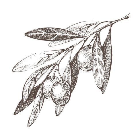 Olive Tattoo, Tree Branch Tattoo, Branch Tattoo, Branch Vector, Vector Sketch, Time Tattoos, Botanical Drawings, Olive Tree, Olive Branch