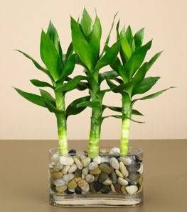 How To Grow Bamboo, Tanaman Air, Growing Bamboo, Lucky Bamboo Plants, Bamboo In Pots, Indoor Water Garden, Lucky Plant, نباتات منزلية, Bamboo Plant