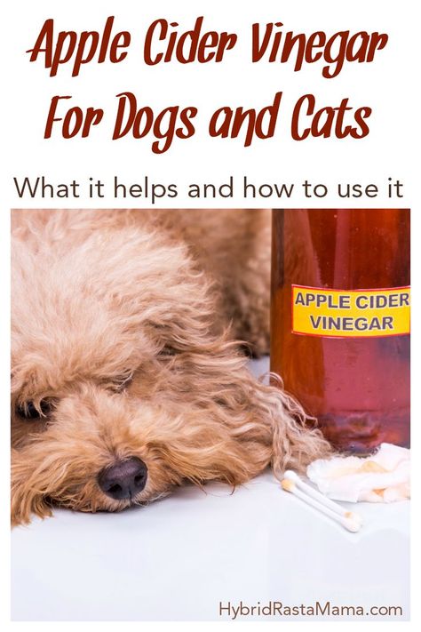 Are you wondering how to use apple cider vinegar for dogs and cats? Stop here! Learn what is can help with as well as how to use it. Apple cider vinegar has helped many a dog and cat throughout history! See how it can help your pet. From HybridRastaMama.com. #dogs #cats #naturalpetcare #applecidervinegar Apple Cider Vinegar Dogs, Apple Cider Vinegar For Dogs, Cider Vinegar Benefits, Apple Cider Vinegar Benefits, Natural Pet Care, Home Remedy For Cough, Dog Itching, Skin Natural Remedies, Cold Sores Remedies