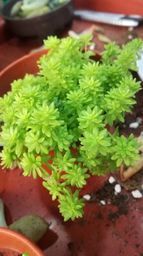 Sedum Golden Moss, Types Of Succulents Plants, Succulents Plants, Types Of Succulents, Planting Succulents, Succulent, Herbs, Plants