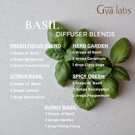 Spanish Sage Diffuser Blends, Diy Basil Essential Oil, Basil Essential Oil Blends, Basil Diffuser Blend, Holy Basil Essential Oil, Candle Scents Recipes, Ayurveda Life, Coconut Oil Soap, Basil Essential Oil