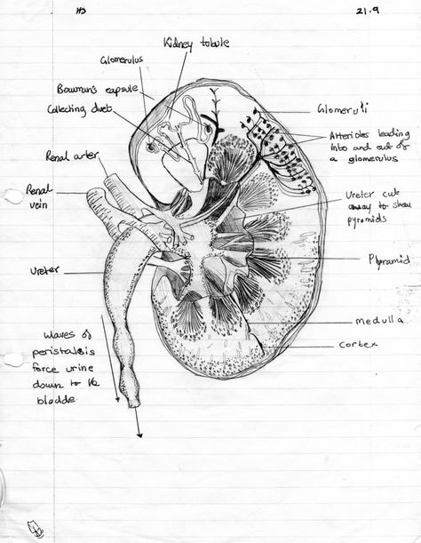 Cross section drawing example Kidney Drawing, Anatomy Kidney, Biology Drawing, Human Kidney, Medical Drawings, Basic Anatomy And Physiology, Med School Motivation, Human Body Anatomy, Human Anatomy Drawing