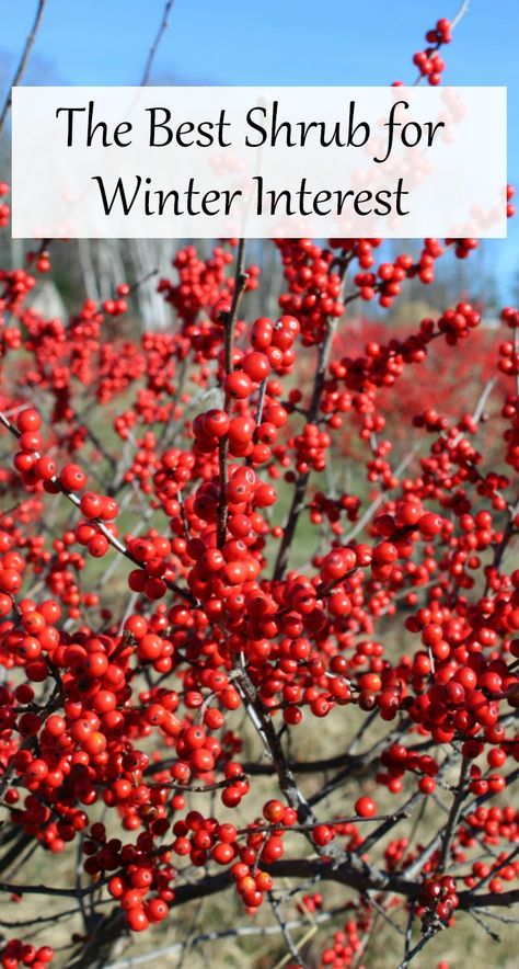 Winter Berry Bush, Winter Interest Plants, Winter Interest Landscaping, Beauty Berry Bush, Backyard Styles, Winterberry Bush, Winter Landscaping, Backyard Homesteading, Holly Shrub