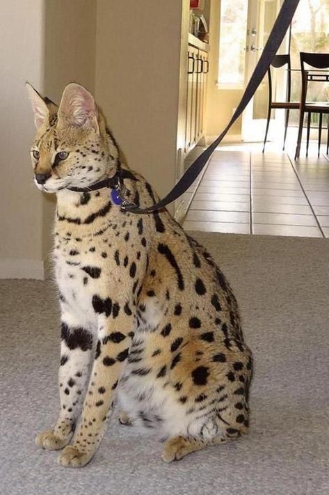 Cats With Hats - Savannah Cat - Ideas of Savannah Cat #SavannahCat -  Cats With Hats  The post Cats With Hats appeared first on Cat Gig. Savanna Cat, African Serval, Savannah Cats, Popular Cat Breeds, Serval Cats, Ocicat, Giant Cat, Exotic Cats, Savannah Cat