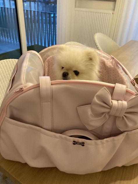 Princess Dog Aesthetic, Coquette Dog, Puppy Mom, Dog Mommy, Spoiled Dogs, Dream Dog, Puppy Stuff, Pomeranian Dog, Baby Puppies